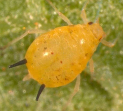 Different exposure methods to neonicotinoids influenced biochemical characteristics in cotton aphid, Aphis gossypii Glover (Hemiptera: Aphididae)
