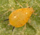 Different exposure methods to neonicotinoids influenced biochemical characteristics in cotton aphid, Aphis gossypii Glover (Hemiptera: Aphididae)