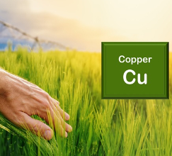 The role of copper in the plant