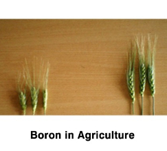 Benefits and applications of boron for plants