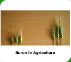 Benefits and applications of boron for plants