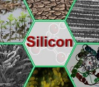 The role of silicon and its application in plants