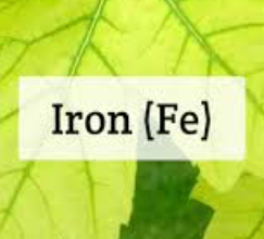 نقش آهن در گیاه