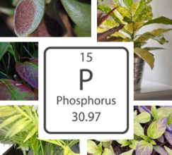 What is the necessity of phosphorus in the growth of plants?