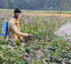 Agricultural chemical pesticides